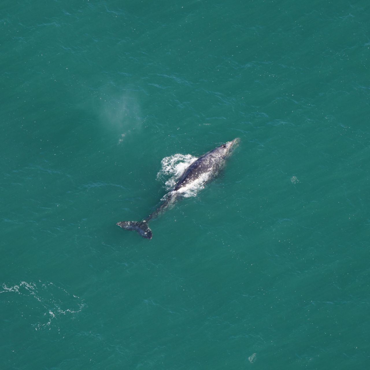 A Rare Gray Whale, Believed Extinct in the Atlantic for 200 Years, Has Been  Spotted off New England