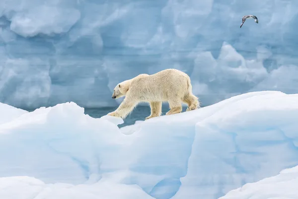 A polar bear on a large iceberg in front of the ice cap Austfonna in North East Svalbard.