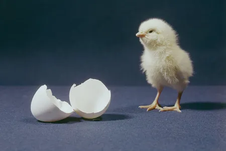A just-hatched chick stands next to its egg.