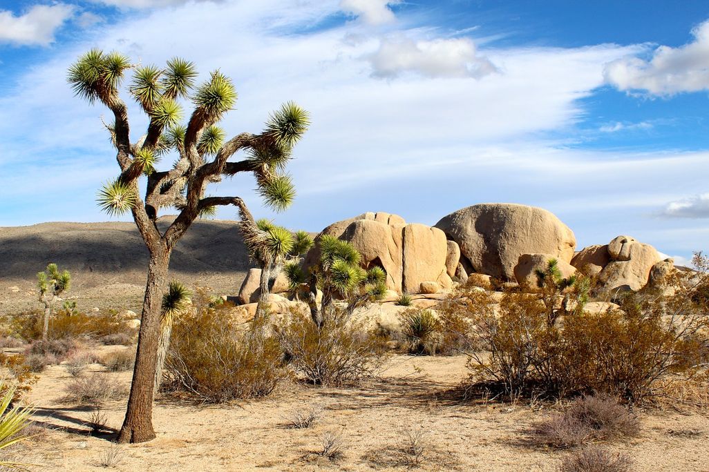 A Joshua tree stands tall in the desert in front of a blue sky 