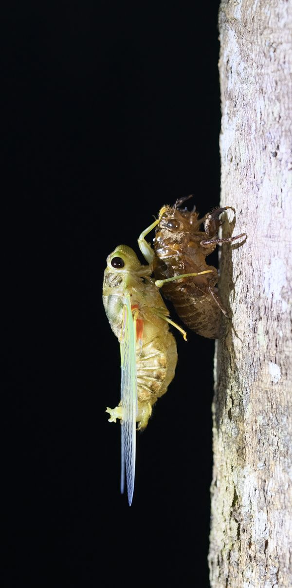 Cicada Hatching thumbnail