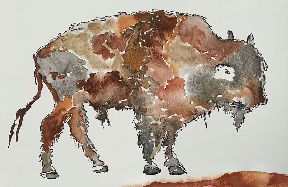 Bison