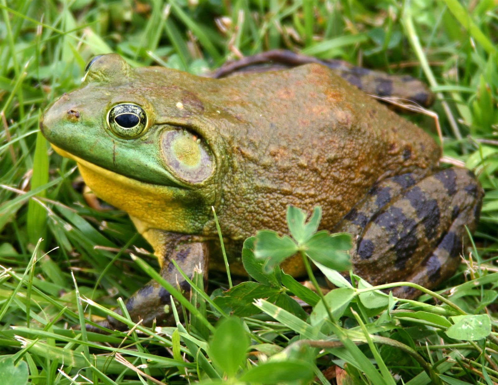 This Deadly Shellfish Poisoning Has No Antidote. A Protein Found in American Bullfrogs Could Change That