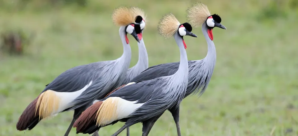  Grey-crowned Cranes 