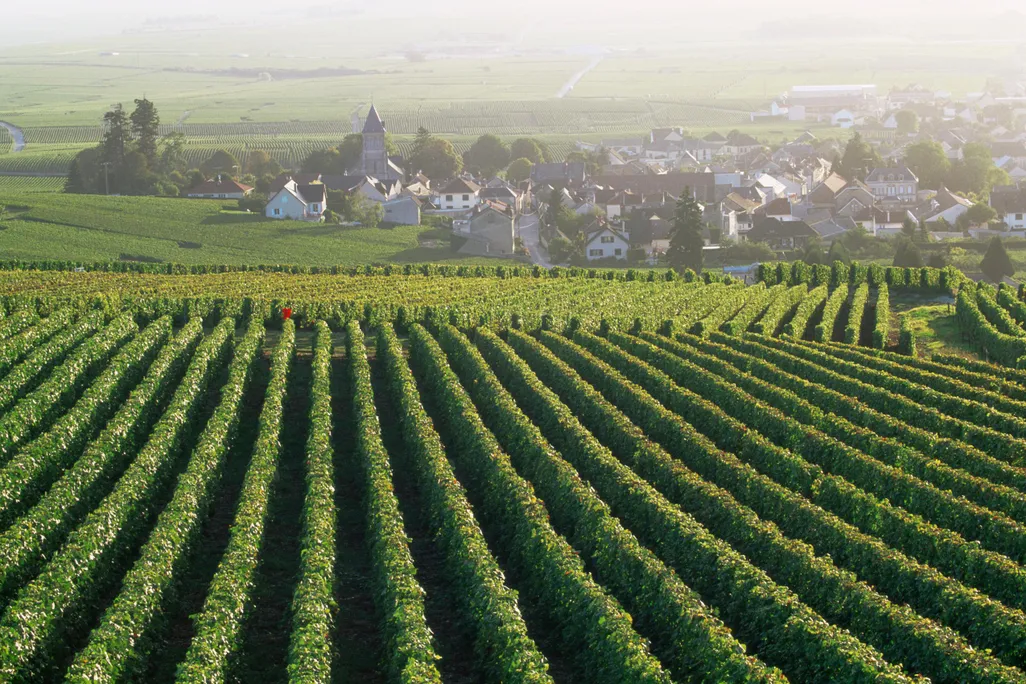 Vineyards