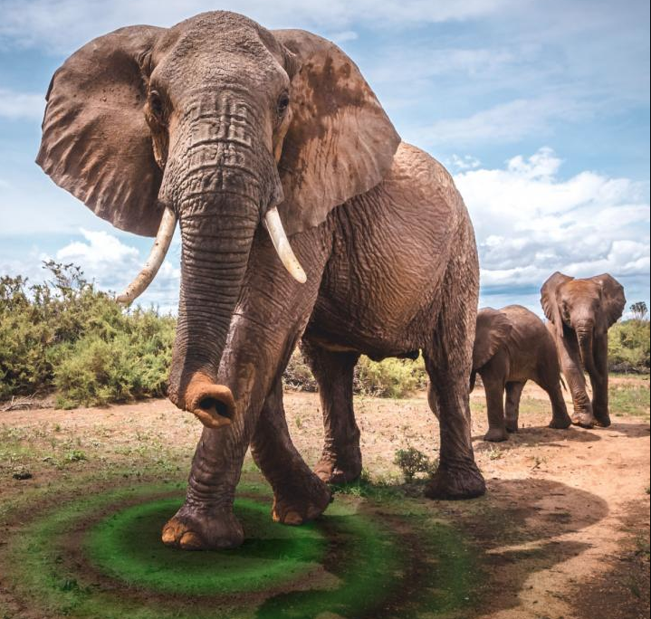 elephantes.jpg