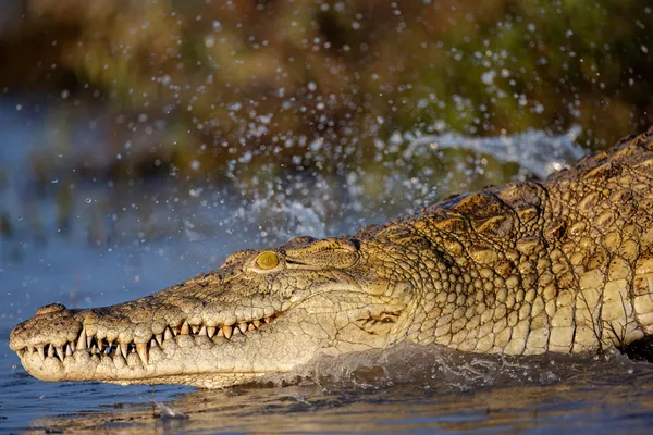 Crocodile launching into the water. thumbnail