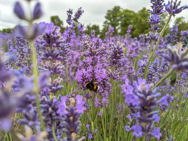 Bee Among Lavender thumbnail