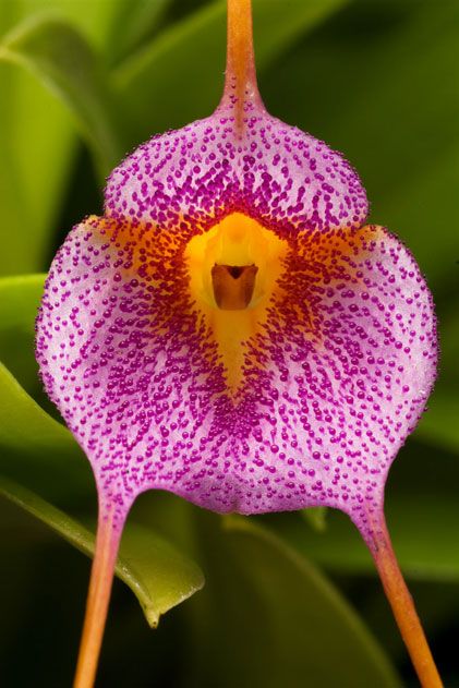 Masdevallia glandulosa