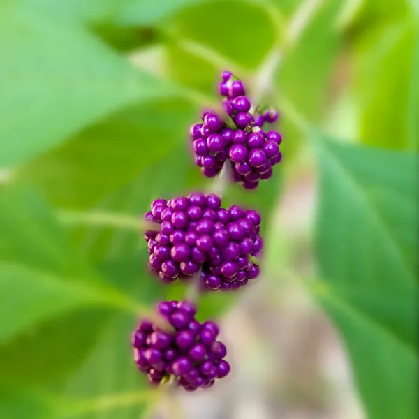 Berries on the Trail thumbnail