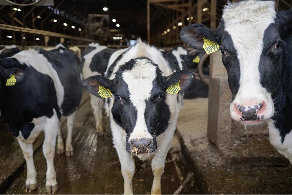 OPENER-Dairy farms like this one run by the Barstow family in Hadley, Massachusetts, make smart use of a substance cows produce in abundance.