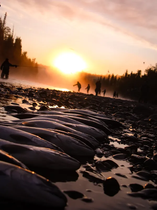 A Salmon Sunrise thumbnail