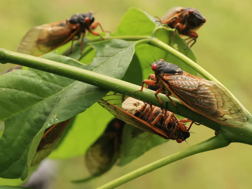 Several cicadas sitting on the leaves and stem of a plant