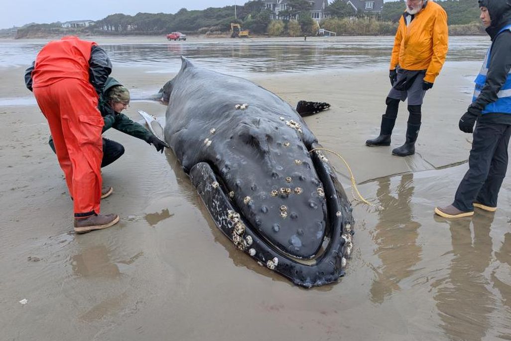 People standing around a whale on a beach