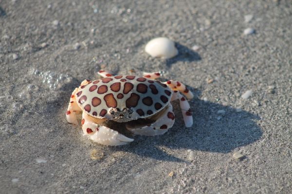 Calico crab on the beach thumbnail