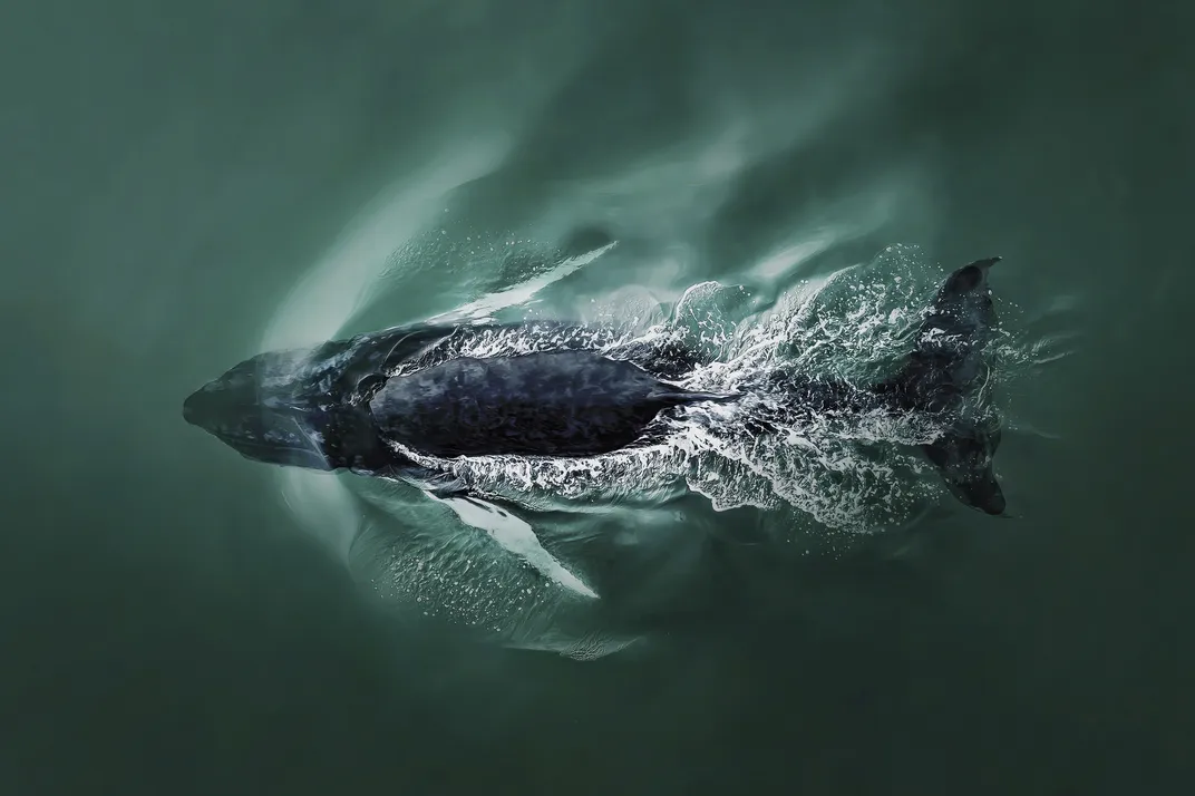 Diving by Joanna Steidle
