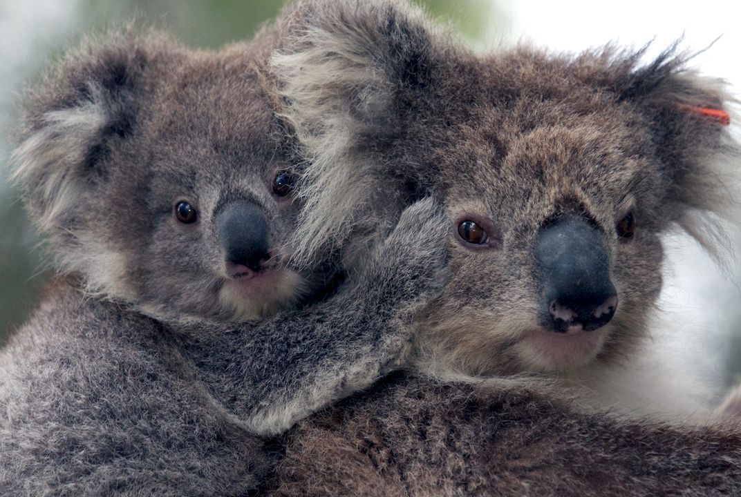These Koalas Bounced Back From the Brink of Local Extinction Extremely  Fast. Surprisingly, So Did Their Genetic Resilience