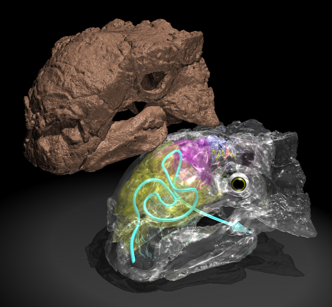 Ankylosaurs Skull