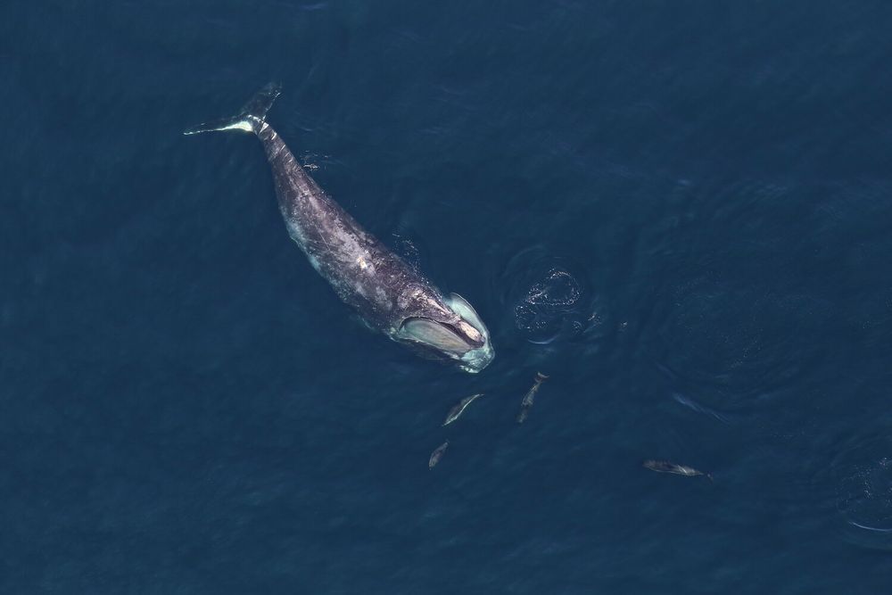 overhead view of a large whale and five much smaller dolphins in the ocean