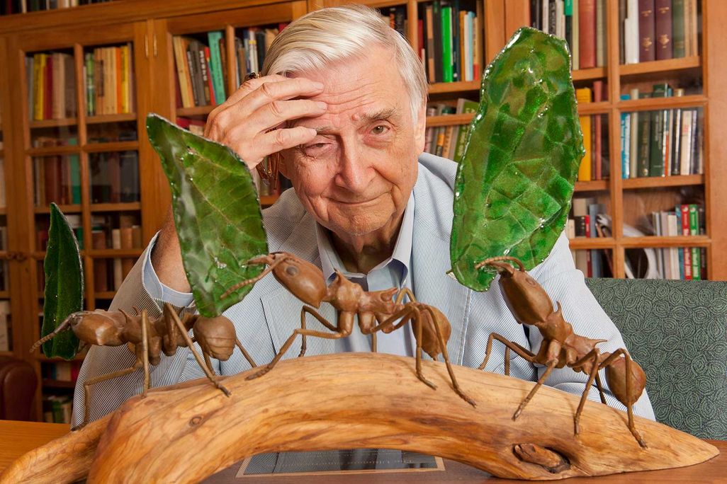E.O. Wilson in His Office