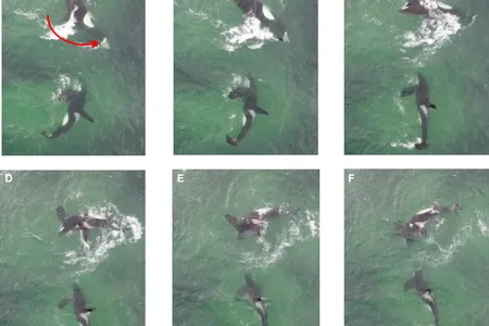 Scientists filmed the way killer whales hunt together. These images show one of the animals turning toward the other after a tail slap delivers a shock to herring.