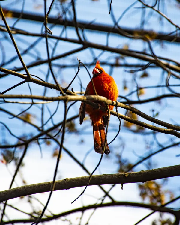 Cardinal on its perch thumbnail