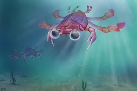 Artistic reconstruction of Callichimaera perplexa, the "strangest crab that has ever lived."

