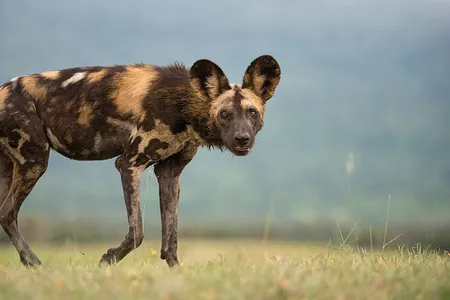 African wild dogs are skilled hunters.