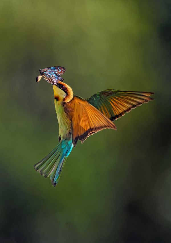 Chestnut-headed Bee-eater capturing a butterfly thumbnail