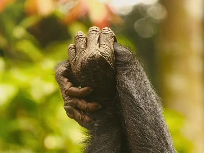 a close-up of two bonobo hands holding each other