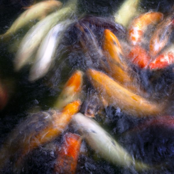 Koi 27 thumbnail