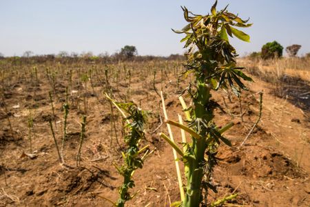 This crop near Kagwada, South Sudan was destroyed first by armed rebels, then by roaming cattle who wiped it clean. South Sudan now faces a humanitarian crisis in the form of a famine. 