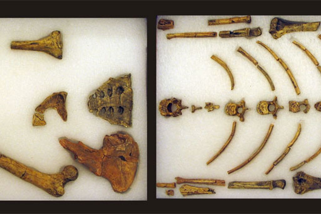 lucycast_si_human-origins-p.jpg