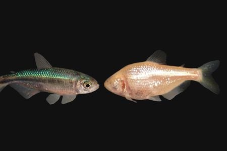 Mexican tetras lost their eyes in multiple ways.
