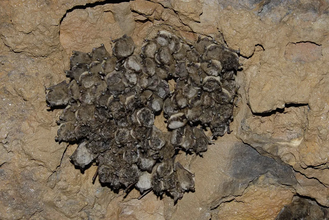 Cluster of little brown bats