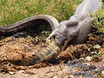 An olive python swallows an Australian freshwater crocodile whole