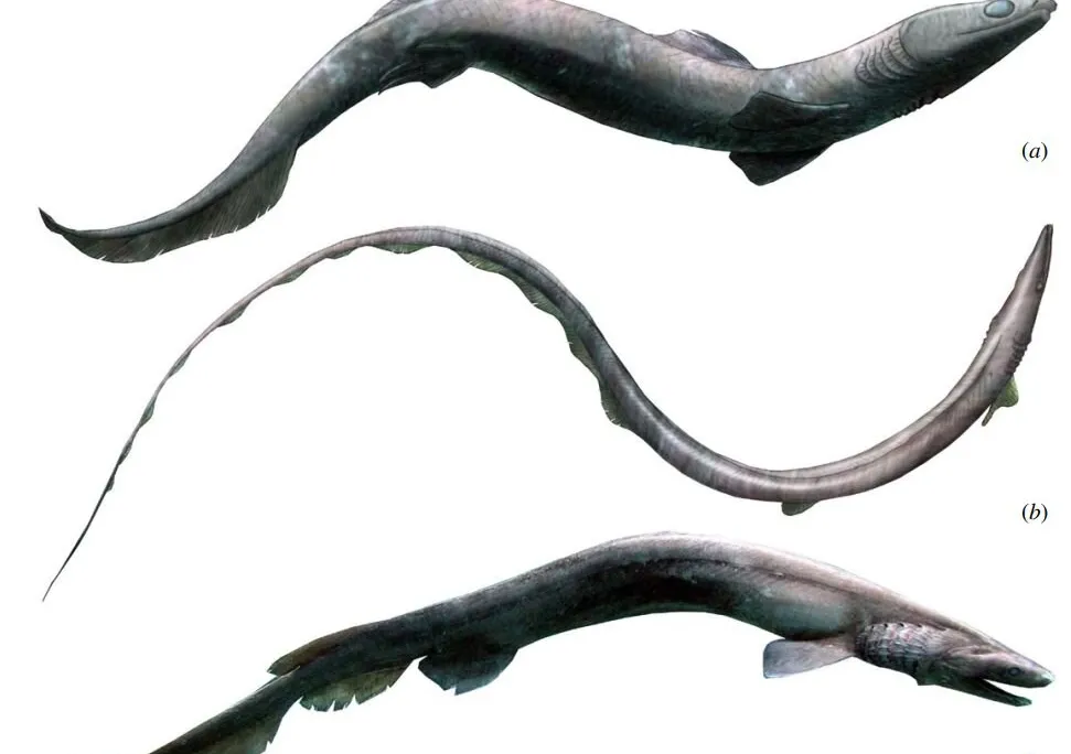 Ancient Shark