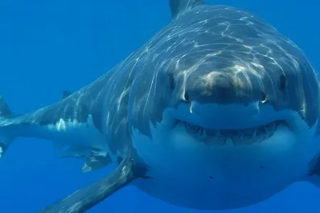 Individual sharks, like people, possess their own distinct personalities.