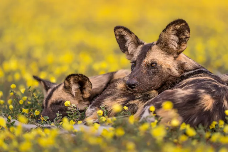 OPENER - A pair of African wild dogs at Tswalu Kalahari Reserve, the largest privately owned nature reserve in South Africa, near the Botswana border.