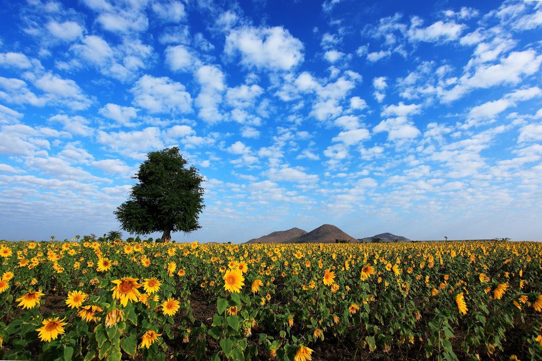 Sunflower are well grown in Mon Ya township in Myanmar.The sky color