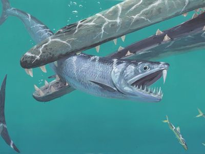 Artist's rendering of what ancient saber-toothed anchovies might have looked like, based on a new study published in Royal Society Open Science
