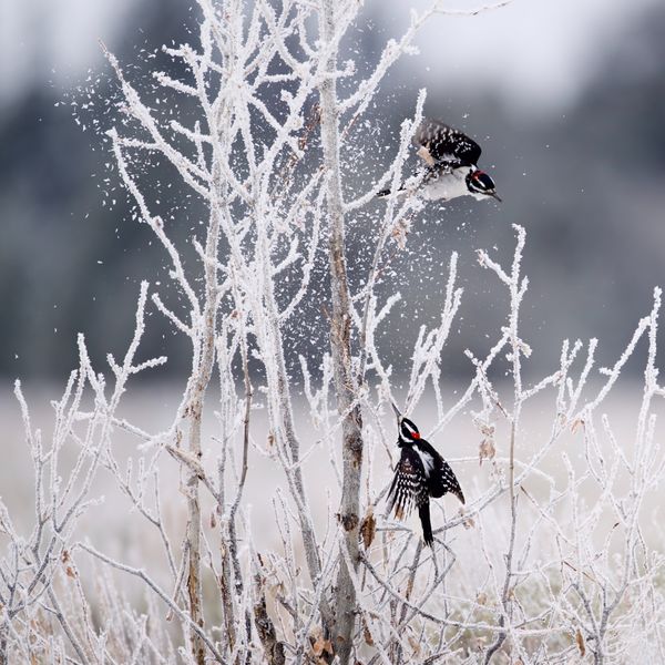 Hairy woodpeckers dislodging ice crystals in GTNP thumbnail