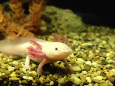 The axolotl genome is the largest set of genetic instructions that has ever been fully sequenced, more than ten times larger than a human genome. 