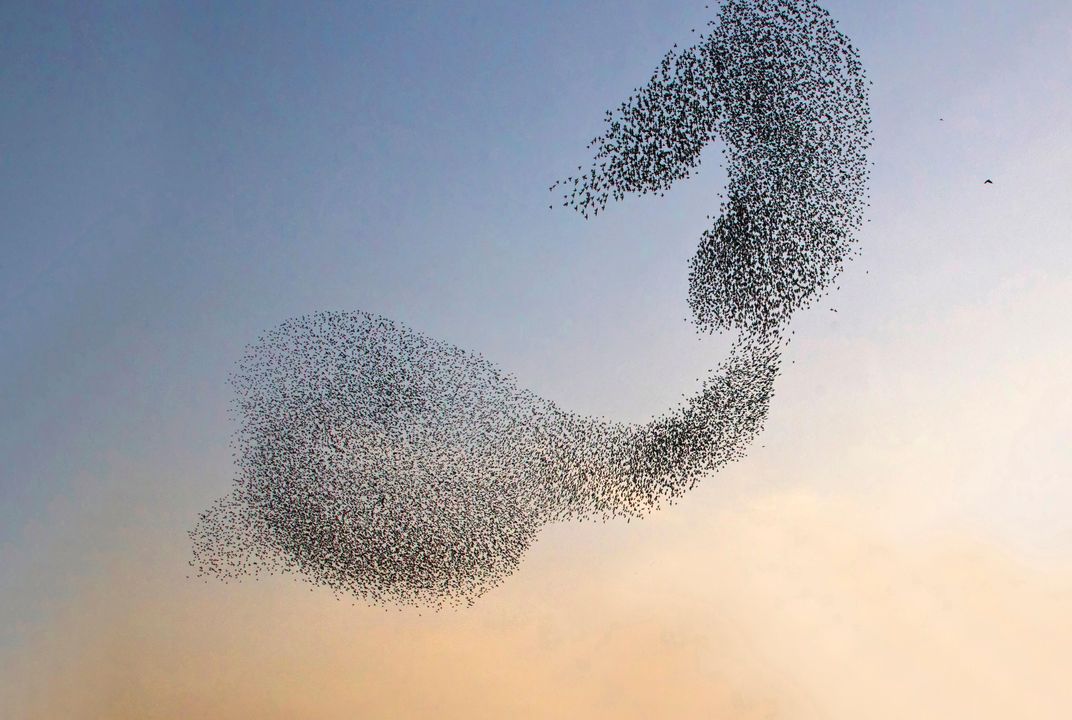 How 'Waves' Rippling Through Bird Flocks Help Them Escape Predators, Smart  News