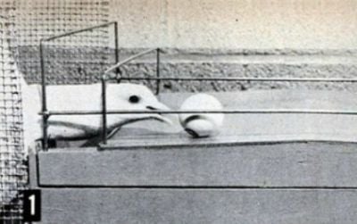 Psychologist B.F. Skinner taught these pigeons to play ping-pong in 1950.