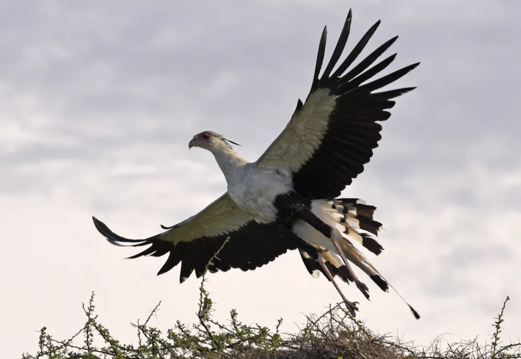 Secretary Bird taking off from its nest” | Smithsonian Photo Contest | Smithsonian Magazine