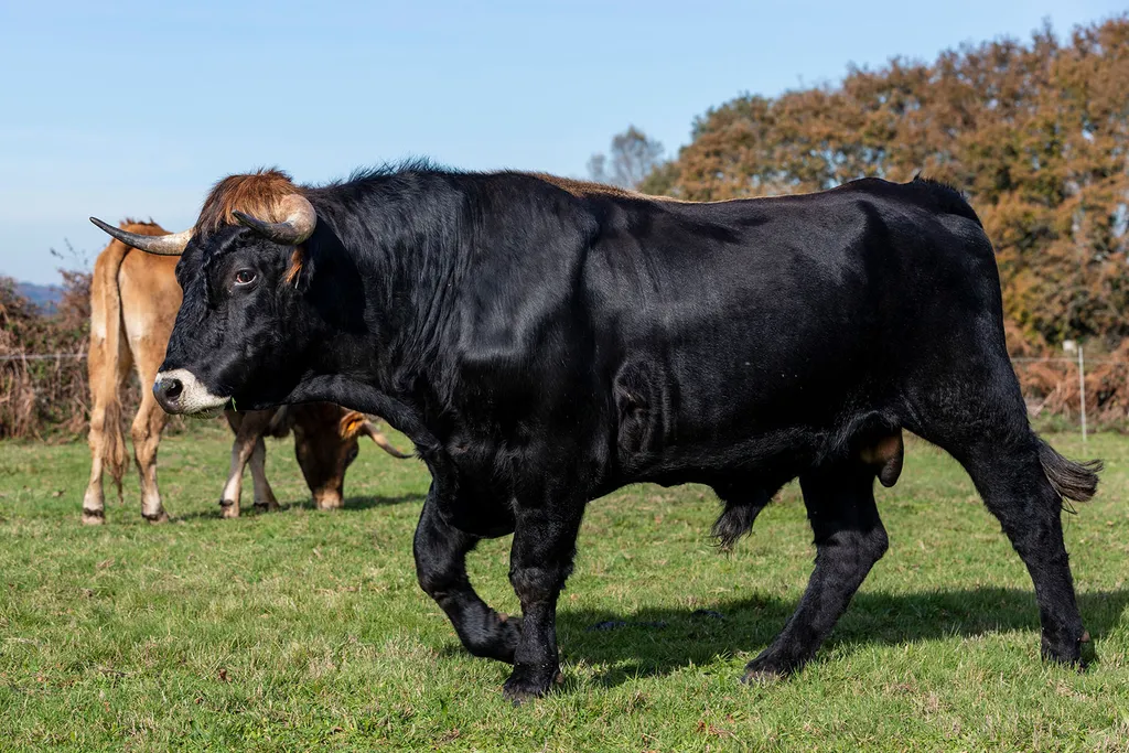 Bull