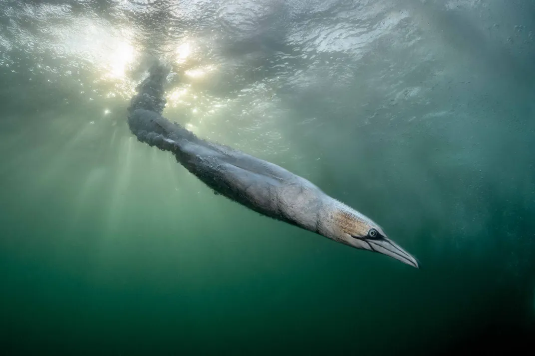 with a shape like a torpedo, a white bird with an orange head and black mask dives into the water, backlit by the sun