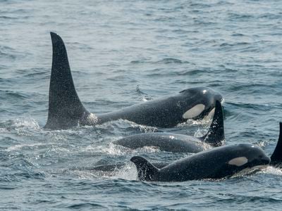 A pod of killer whales swims together in Chatham Strait, Alaska.&nbsp;