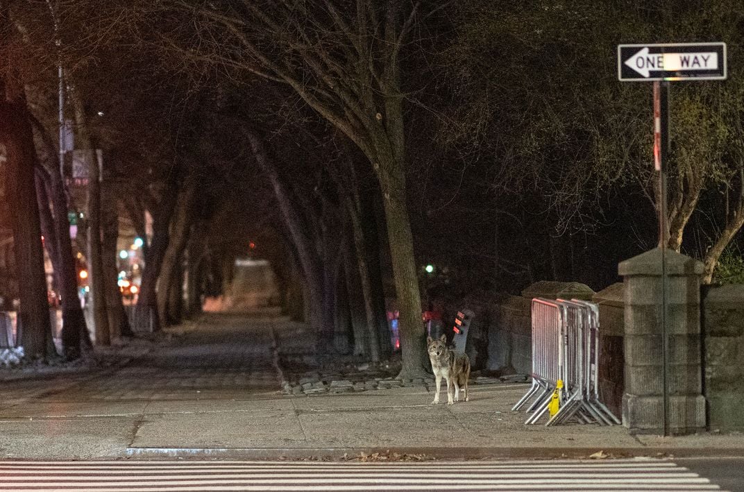 Coyote on Fifth Avenue